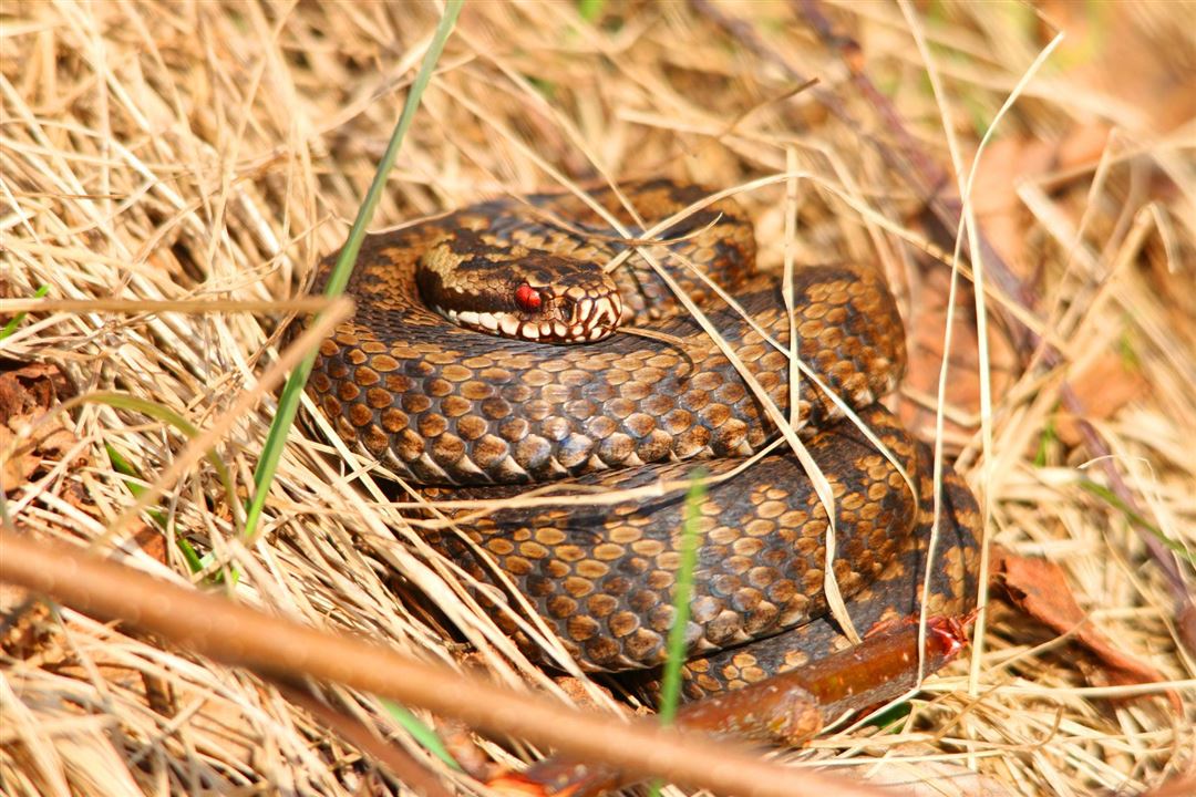 Schlange im Himmelmoor