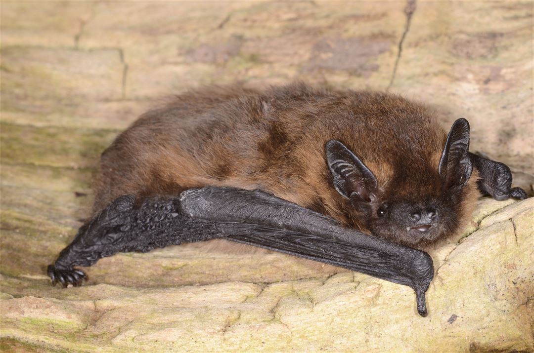 Zwergfledermaus